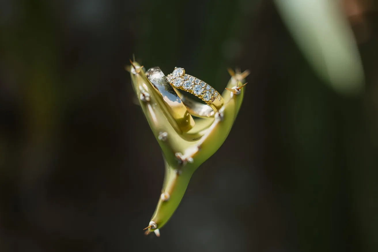 Deux alliances serties posées au creux d’une tige de cactus en forme de fourche