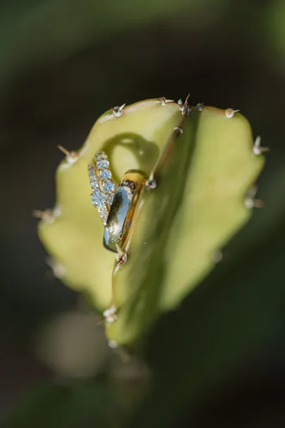 Alliance sertie posée sur une raquette de cactus, devant un fond vert sombre
