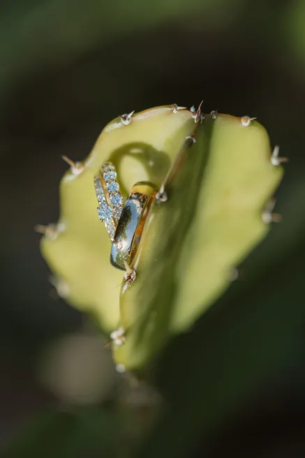 Alliance sertie posée sur une raquette de cactus, devant un fond vert sombre